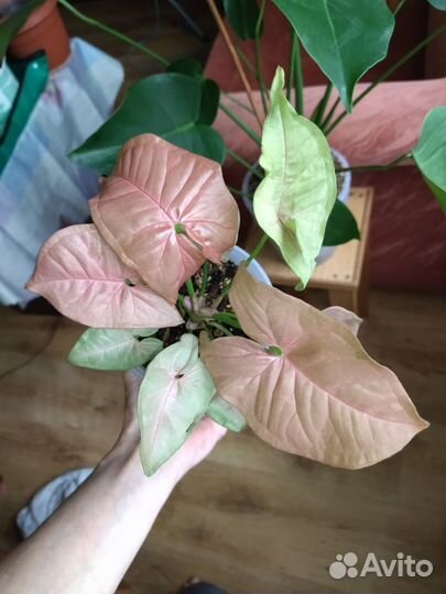 Сингониум рэд хард