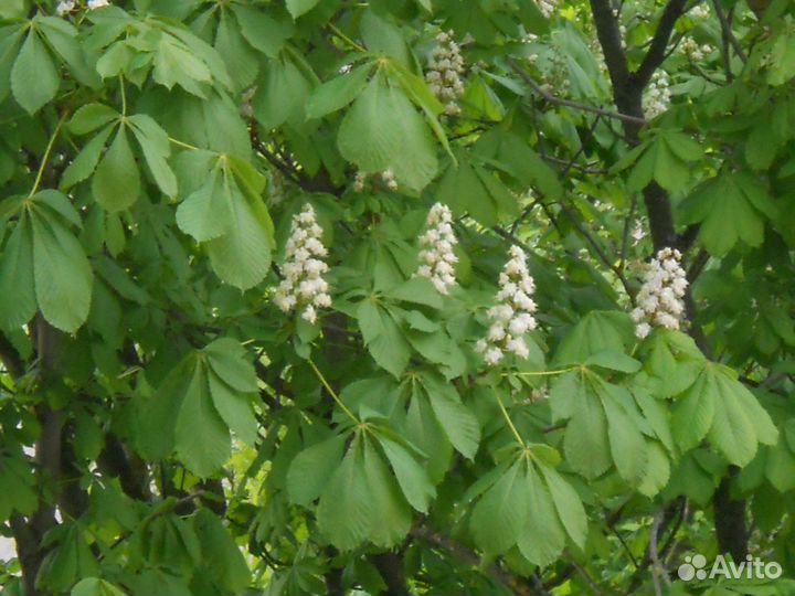 Саженцы каштана