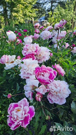 Пионы саженцы корни