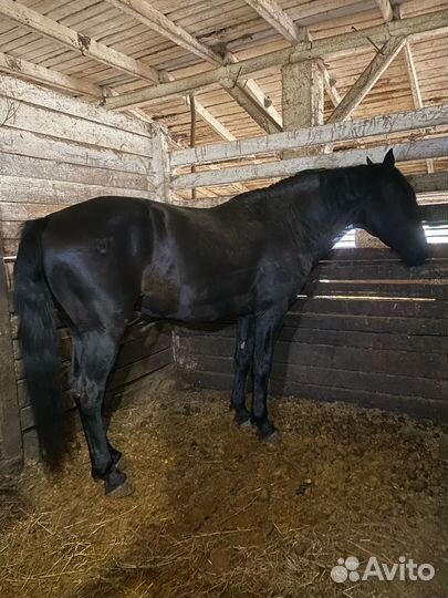 Продам жеребца