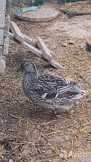 Подсадные утки