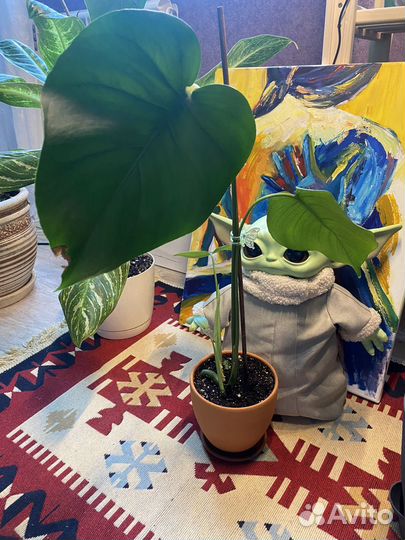 Монстера деликатесная