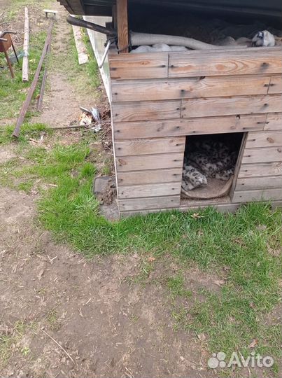Будка для собаки утепленная