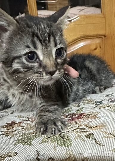 Котята в добрые руки мальчики
