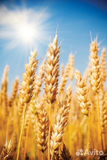 Зерно пшеница ячмень