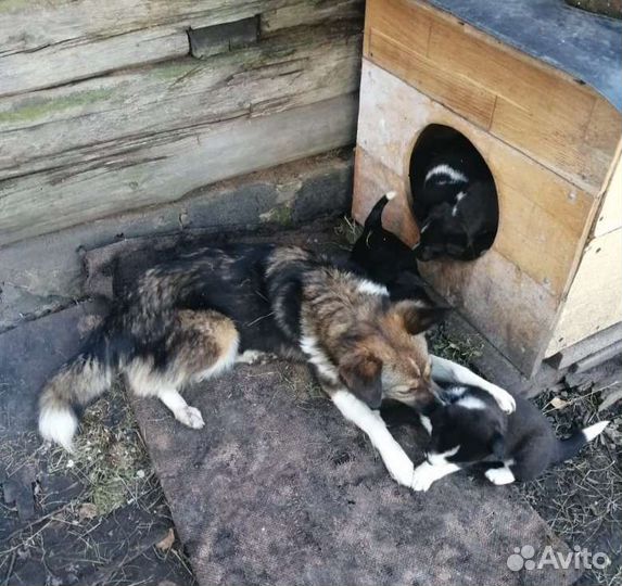 Щенки бесплатно