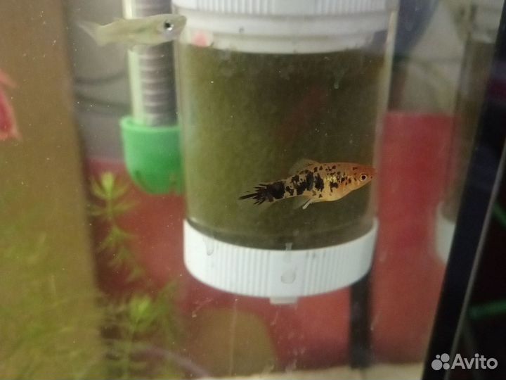 Аквариумные рыбки