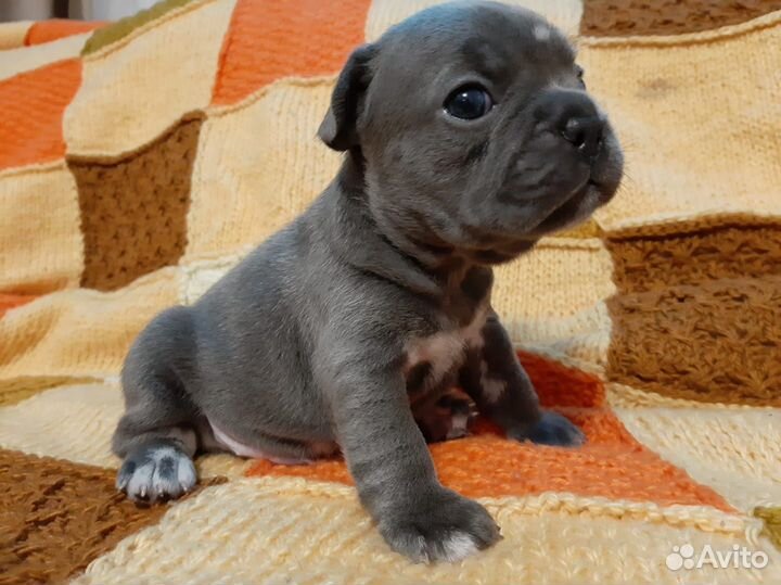 Щенки французского бульдога