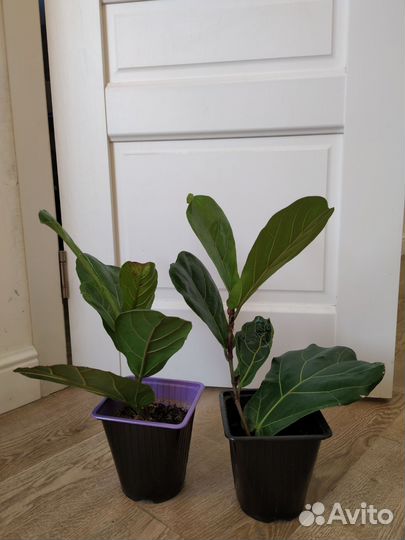 Фикус лировидный колумнарис