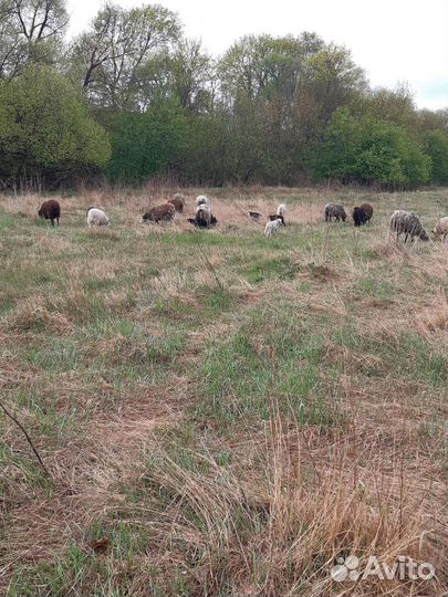Продажа баранов