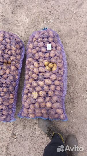 Бюджетным картофель сорт гала