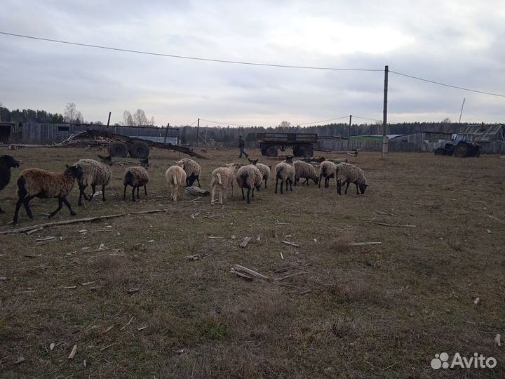 Фермерское хозяйство