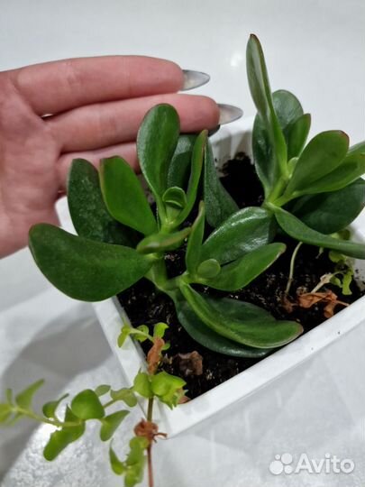 Крассула (Толстянка)