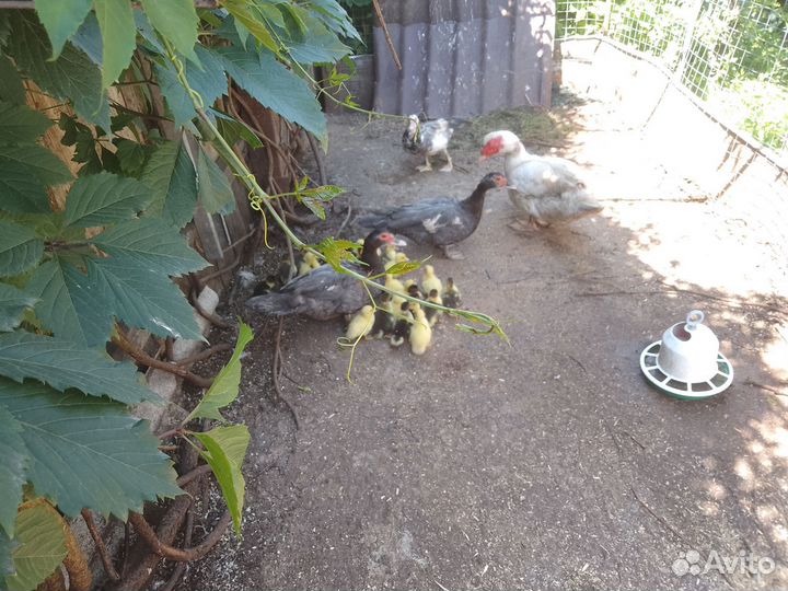 Утка с утятами