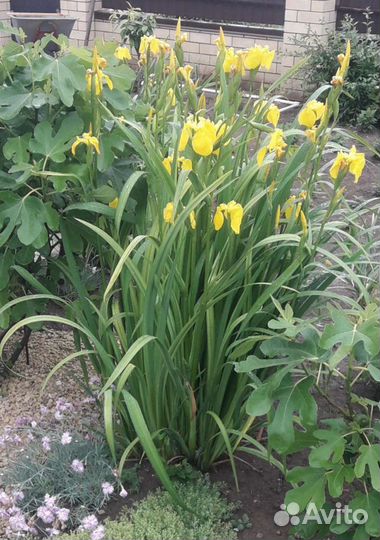 Садовые цветы