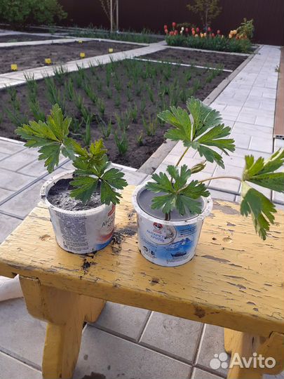 Анемона, жемчужница, гвоздика-травянка