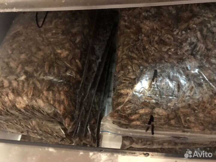 Сверчки банановые. Для рептилий