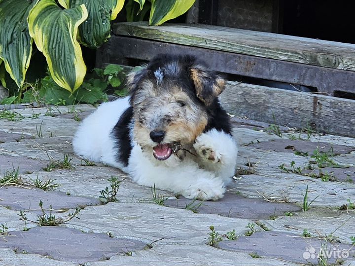 Фокстерьер жесткошерстный