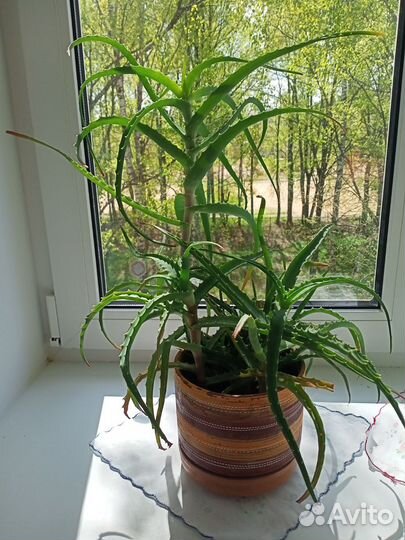 Домашние цветы