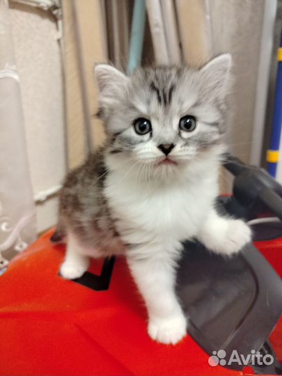 Отдам котёнка