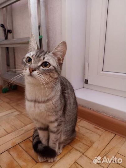 Кошка ласковая Люся