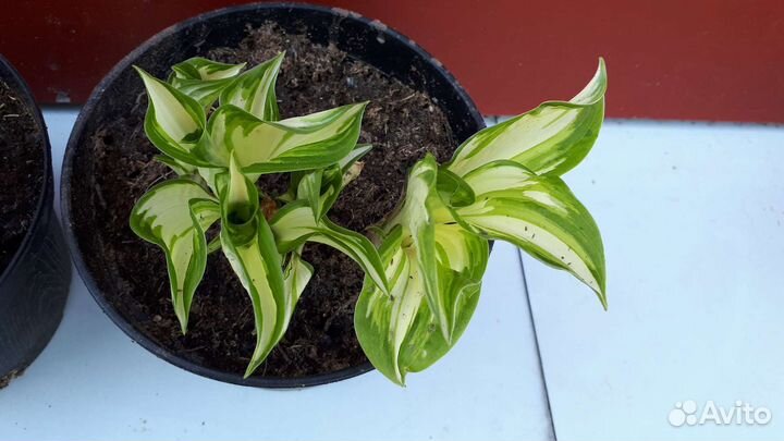 Красавица-хоста