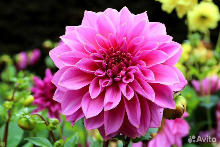 Георгины клубни