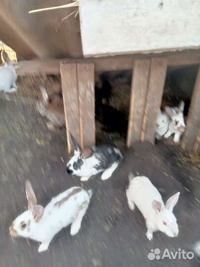 Продам крольчат