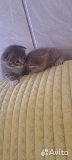 Шотландская вислоухая кошка бесплатно