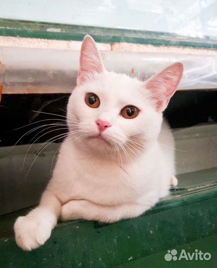 Котёнок подросток