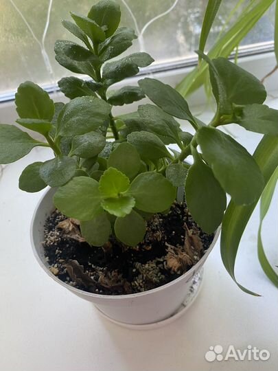 Комнатные растения цветы