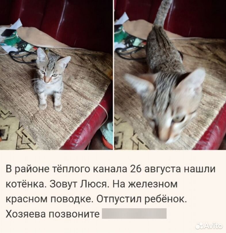 Котенок Потеряшка