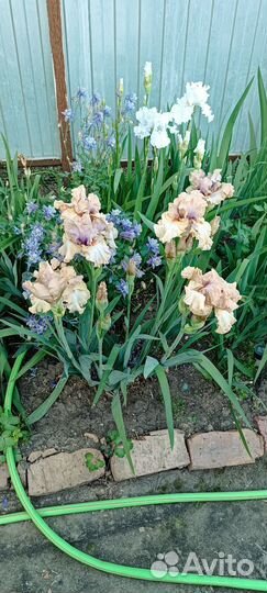 Ирисы высокие бородатые сортовые