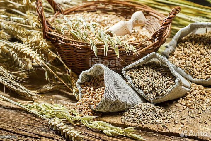 Зерно пшеница ячмень в мешках