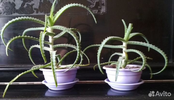 Крассула денежное дерево, алое столетник