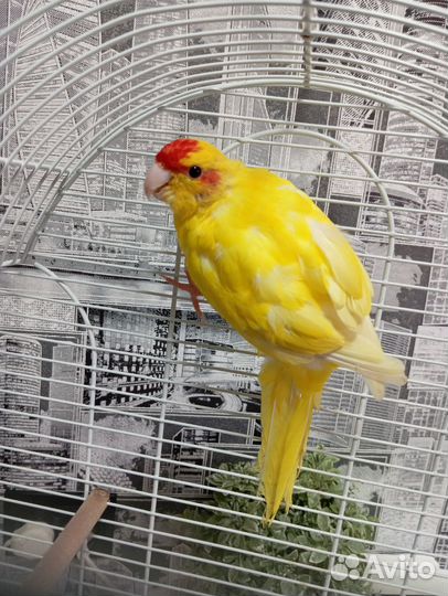 Попугай какарик