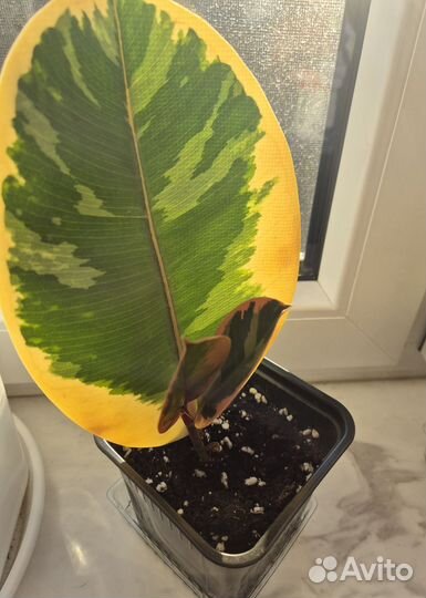 Фикус эластика тинеке