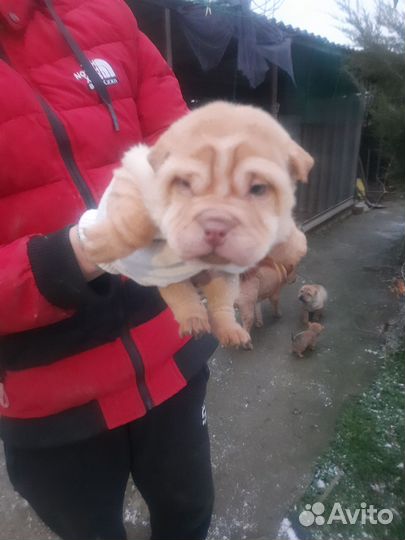 Щенки шарпей