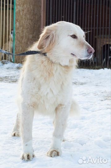 Красивая собачка ищет дом в добрые руки