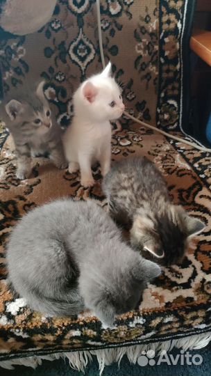 Котята