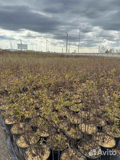 Спирея пузыреплодник арония дерен сирень