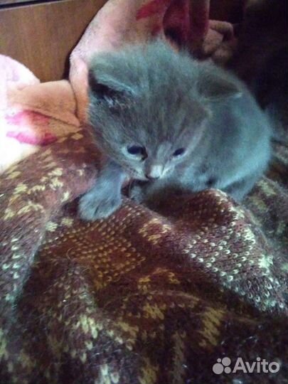 Котёнок девочка в дар