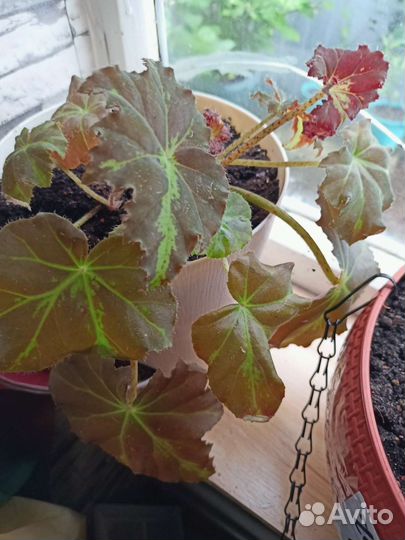 Бегонии, саженцы Гинкго Билоба, Цинеррария Серебро