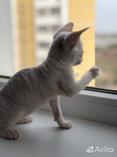 Котята корниш-рекс