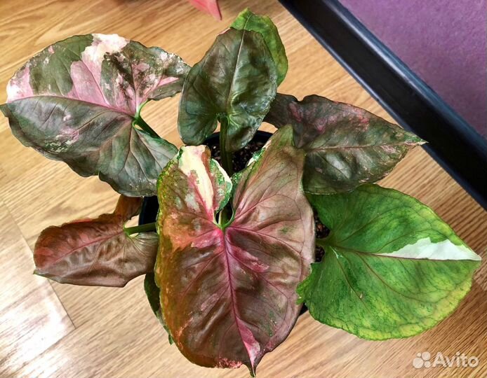 Комнатные растения