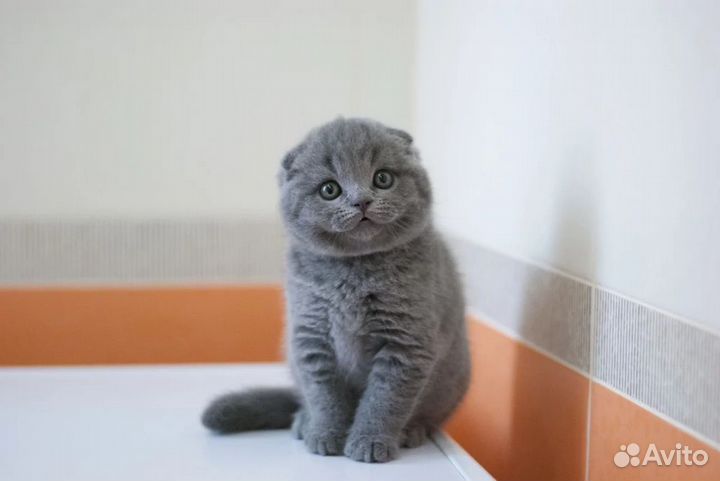 Шотландские котята