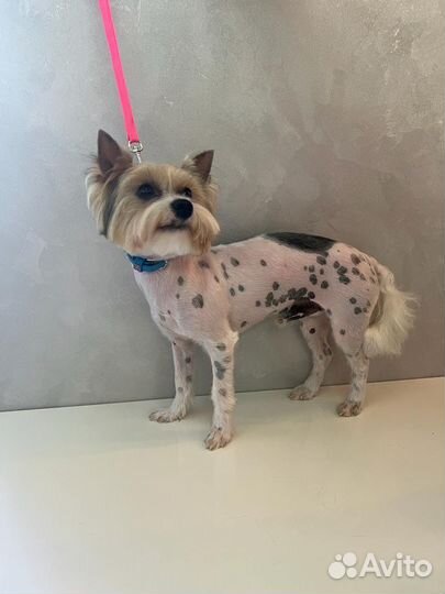 Бивер вязка