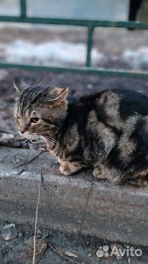 Котик в дом