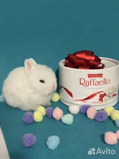 Кролик мини мальчик зайка крошечный