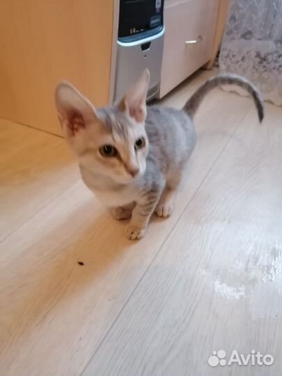 Донской сфинкс браш